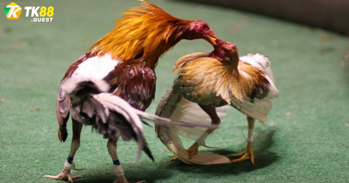 Sức hút nổi trội của bộ môn đá gà Philippines