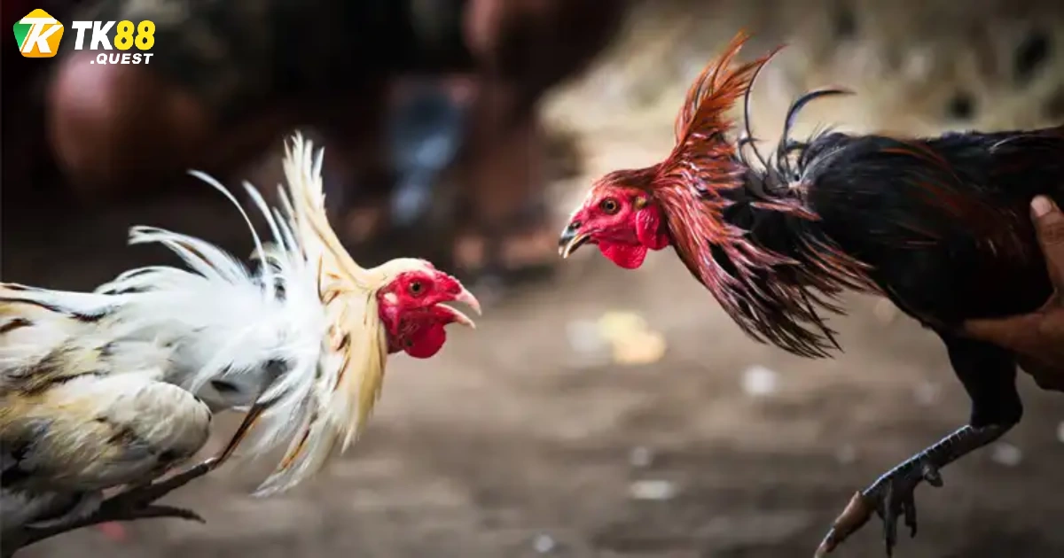 Hàng ngàn cơ hội kiếm thêm thu nhập khủng chỉ sau một vài phiên cược