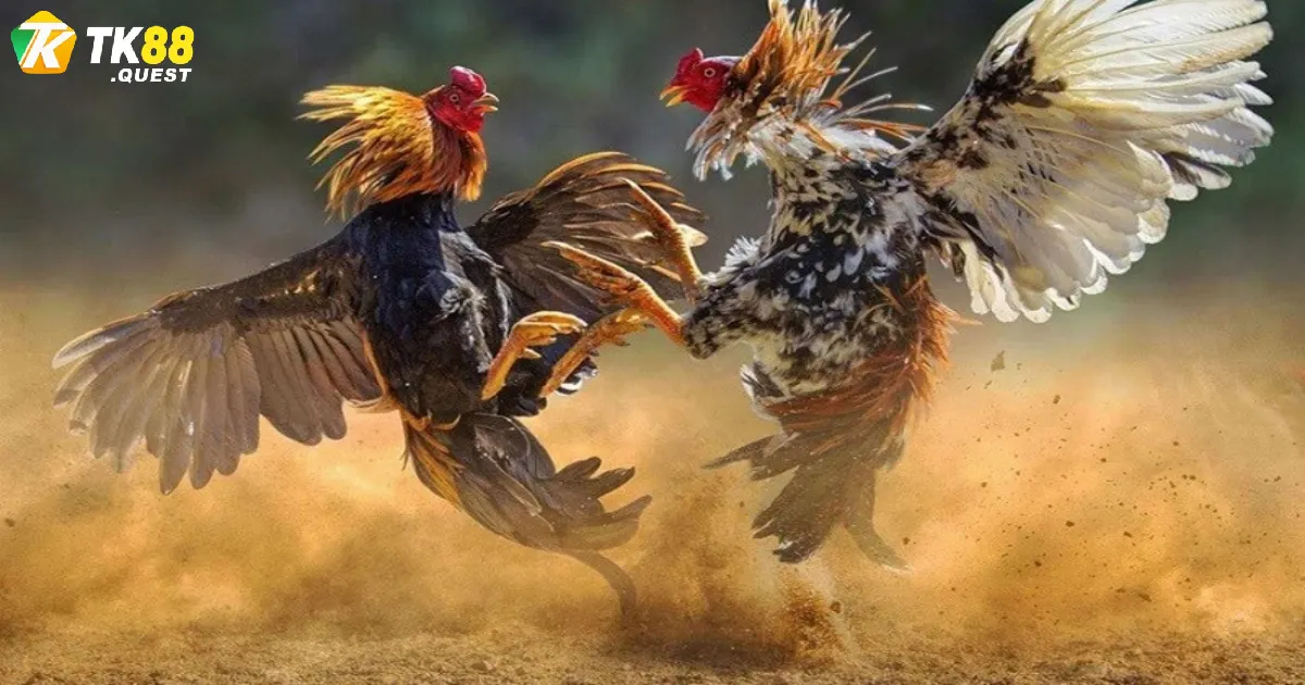 Các hình thức đá gà Philippines phổ biến nhất hiện nay