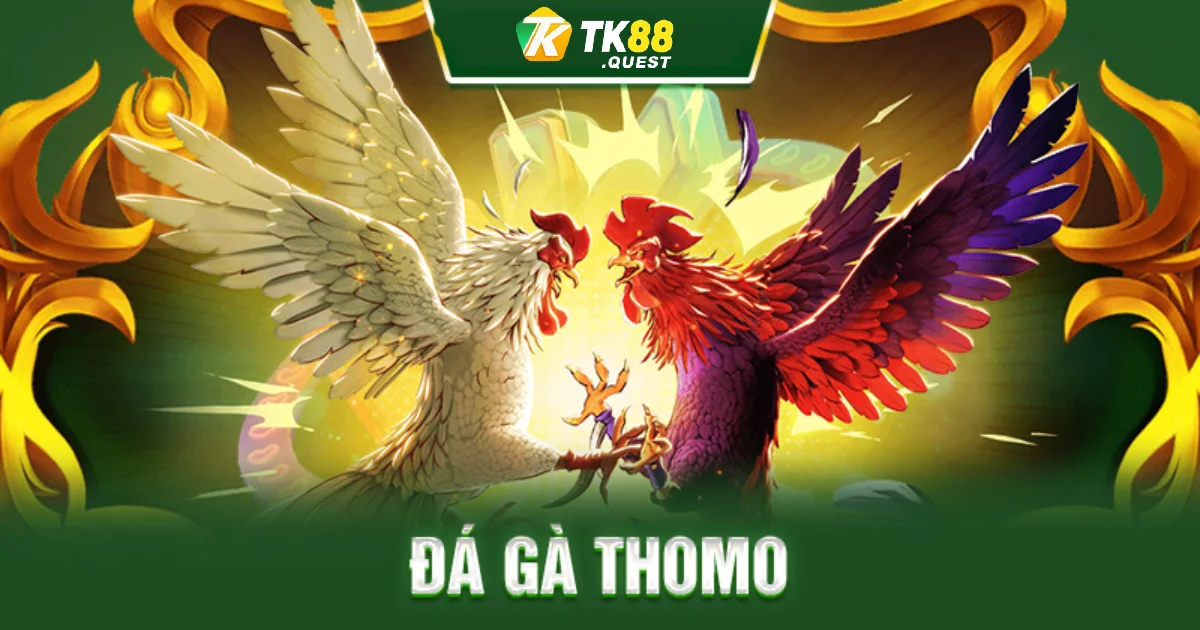 Đá gà Thomo TK88 là gì? Giới thiệu giải đấu đá gà Campuchia đỉnh cao