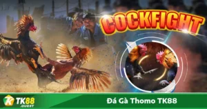 Cách chọn chiến kê có khả năng thắng cao