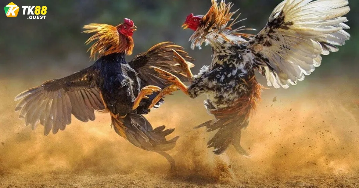 Khi nào nên đặt cược cửa trên hay cửa dưới?