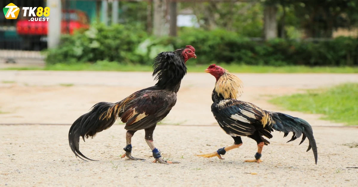 Đặc điểm nhận diện giữa các loại hình đá gà tre