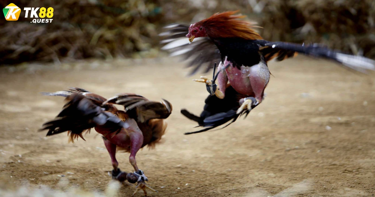 Bí quyết thắng lớn với lực đá