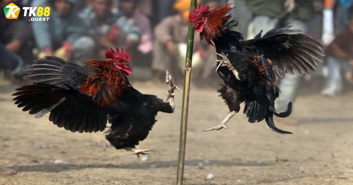Phân biệt đá gà tre và gà nòi để tối ưu lựa chọn khi cá cược
